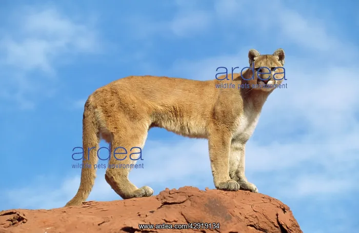 : COUGAR / Mountain lion / Puma - single, standing on rock : COUGAR / Mountain lion / Puma - single, standing on rock