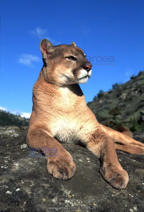 : COUGAR / Mountain lion / Puma - single sitting on rock : COUGAR / Mountain lion / Puma - single sitting on rock