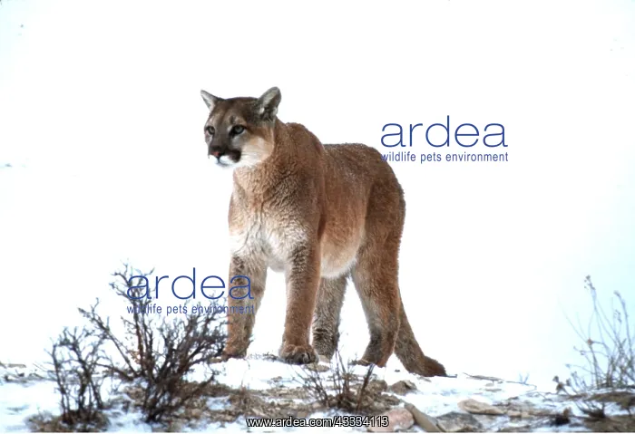 : COUGAR / Mountain lion / Puma - single in snow : COUGAR / Mountain lion / Puma - single in snow