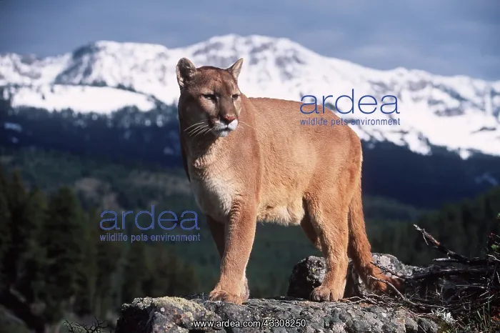 : COUGAR / Mountain lion / Puma - single standing on rock : COUGAR / Mountain lion / Puma - single standing on rock
