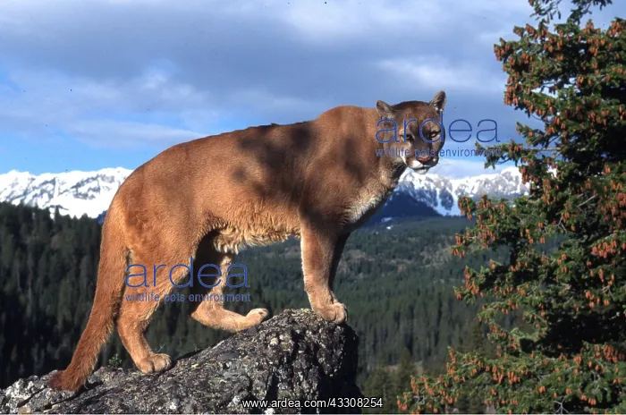 : COUGAR / Mountain lion / Puma - single standing on rock : COUGAR / Mountain lion / Puma - single standing on rock