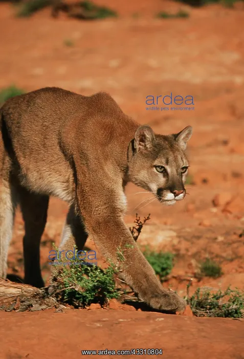 : COUGAR / Mountain lion / Puma - single, walking : COUGAR / Mountain lion / Puma - single, walking