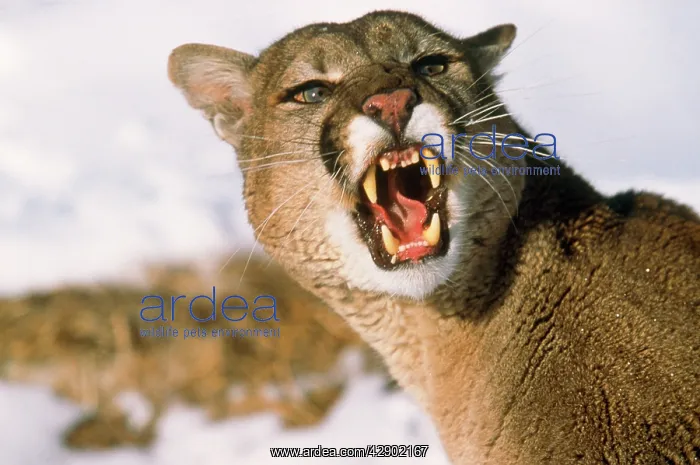 : Cougar / Mountain Lion / Puma - snarling : Cougar / Mountain Lion / Puma - snarling