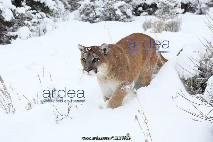 : Cougar / Mountain Lion / Puma - in snow : Cougar / Mountain Lion / Puma - in snow