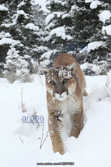: Cougar / Mountain Lion / Puma - in snow : Cougar / Mountain Lion / Puma - in snow