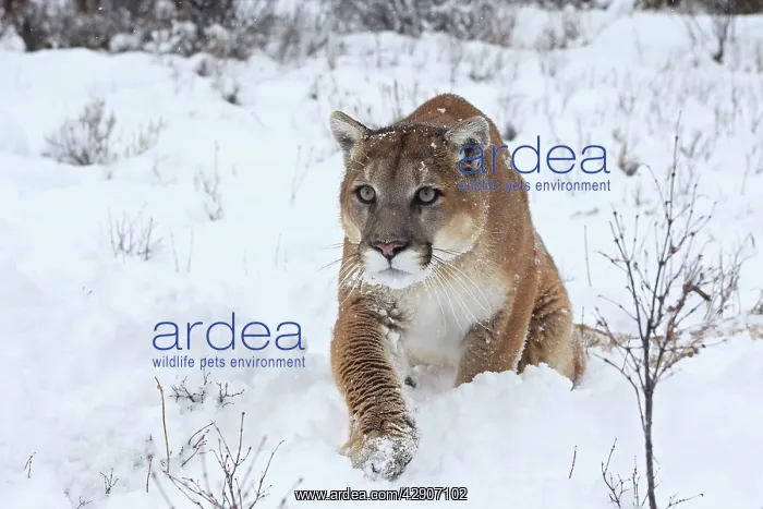 : Cougar / Mountain Lion / Puma - in snow : Cougar / Mountain Lion / Puma - in snow