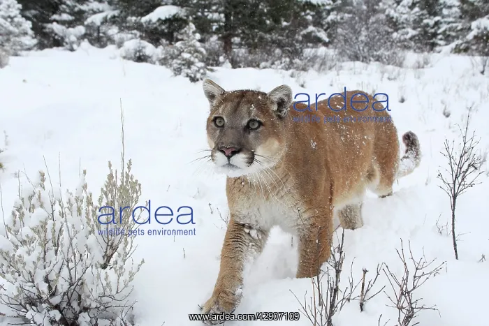 : Cougar / Mountain Lion / Puma - in snow : Cougar / Mountain Lion / Puma - in snow
