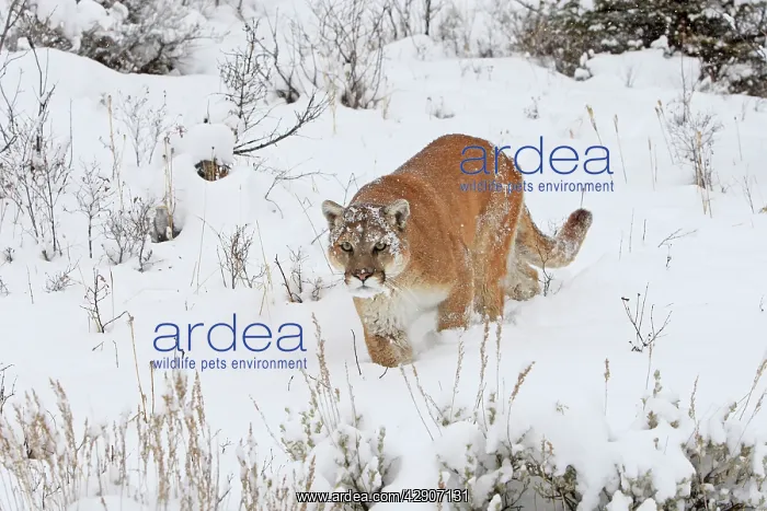 : Cougar / Mountain Lion / Puma - in snow : Cougar / Mountain Lion / Puma - in snow