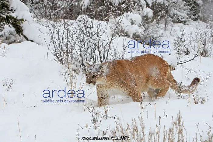 : Cougar / Mountain Lion / Puma - in snow : Cougar / Mountain Lion / Puma - in snow