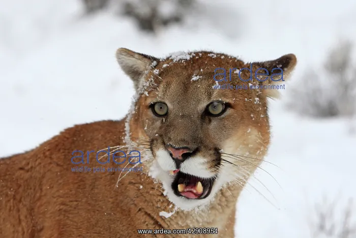 : Cougar / Mountain Lion / Puma - in snow : Cougar / Mountain Lion / Puma - in snow