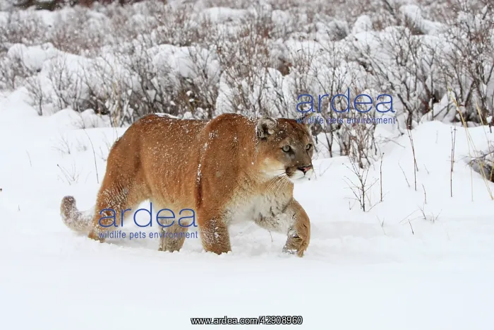 : Cougar / Mountain Lion / Puma - in snow : Cougar / Mountain Lion / Puma - in snow