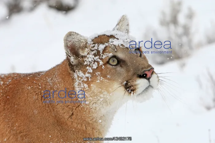 : Cougar / Mountain Lion / Puma - in snow : Cougar / Mountain Lion / Puma - in snow