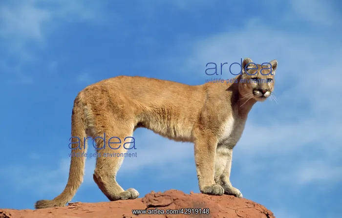 : Cougar  /  Mountain Lion  /  Puma - standing, side on