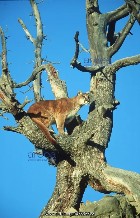: Cougar / Mountain Lion / Puma - in tree against blue sky : Cougar / Mountain Lion / Puma - in tree against blue sky