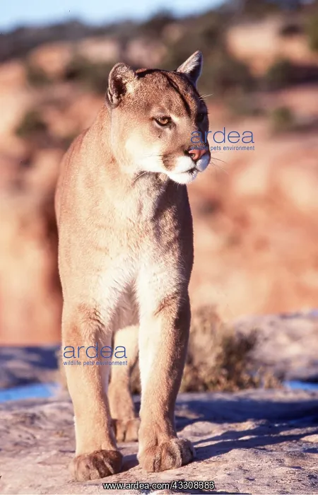 : Cougar / Mountain Lion / Puma - walking, face on : Cougar / Mountain Lion / Puma - walking, face on