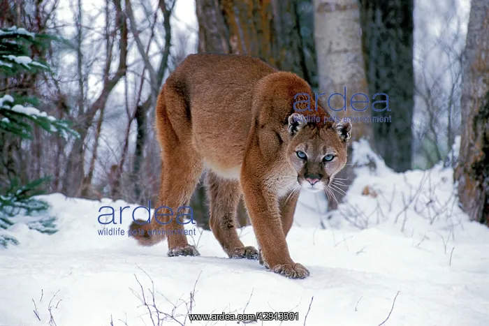 : Cougar / Mountain Lion / Puma - walking on snow : Cougar / Mountain Lion / Puma - walking on snow