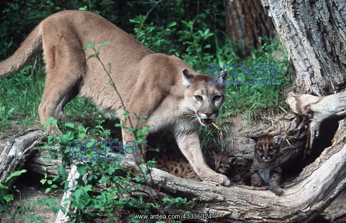: Cougar / Mountain Lion / Puma - with young kitten by tree : Cougar / Mountain Lion / Puma - with young kitten by tree