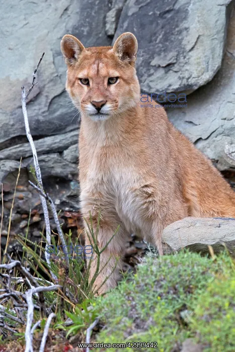 : Cougar Mountain Lion one year old cub : Cougar Mountain Lion one year old cub