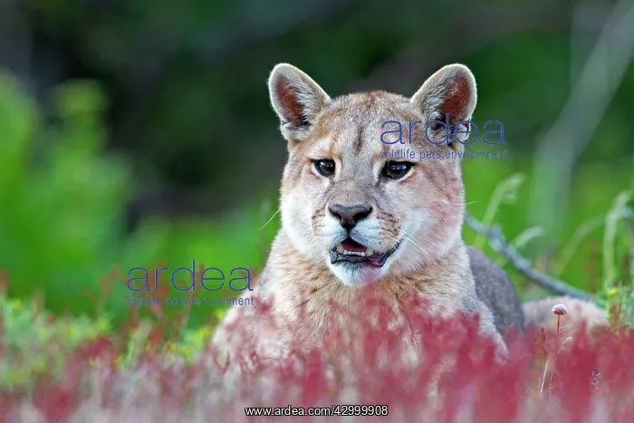 : Cougar Mountain Lion one year old cub : Cougar Mountain Lion one year old cub