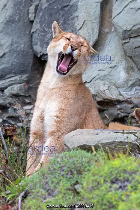 : Cougar Mountain Lion one year old cub yawning : Cougar Mountain Lion one year old cub yawning