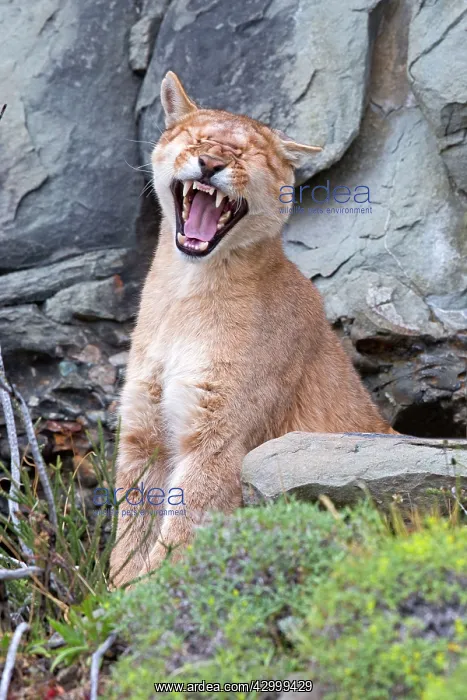 : Cougar Mountain Lion one year old cub yawning : Cougar Mountain Lion one year old cub yawning