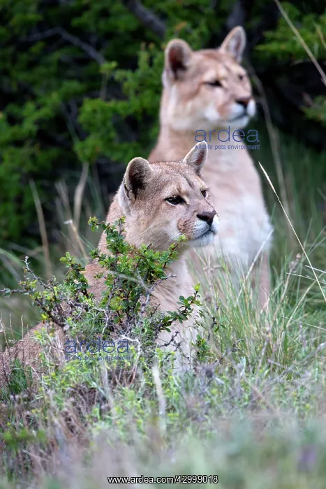: Cougar Mountain Lion one year old cubs : Cougar Mountain Lion one year old cubs