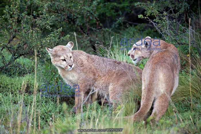 : Cougar Mountain Lion one year old cubs : Cougar Mountain Lion one year old cubs