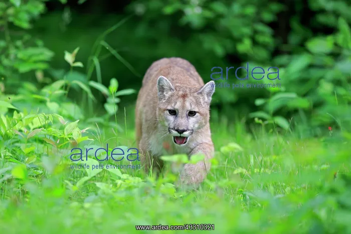 : Cougar (Puma concolor), adult, stalking in meadow : Cougar (Puma concolor), adult, stalking in meadow