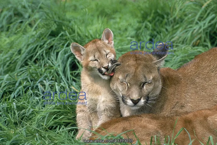 : Cougar (puma concolor), Cub licking Mother : Cougar (puma concolor), Cub licking Mother