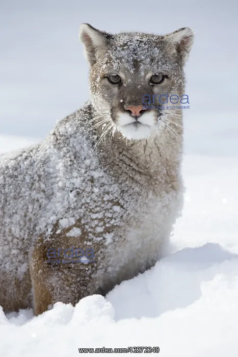 : Cougar (Puma concolor) in the snow, Montana, United : Cougar (Puma concolor) in the snow, Montana, United