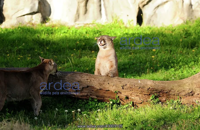 : Cougar / Puma / Mountain Lion : Cougar / Puma / Mountain Lion