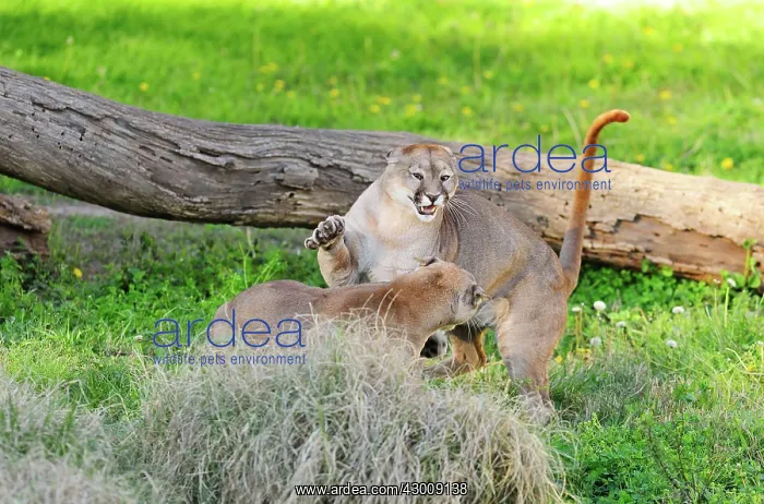: Cougar / Puma / Mountain Lion : Cougar / Puma / Mountain Lion