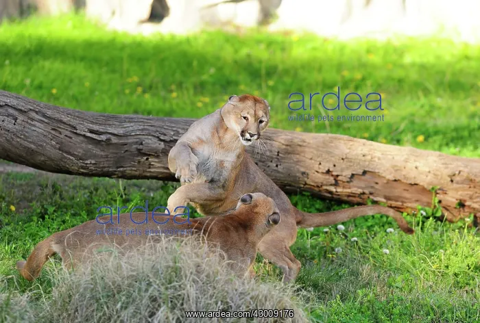 : Cougar / Puma / Mountain Lion : Cougar / Puma / Mountain Lion