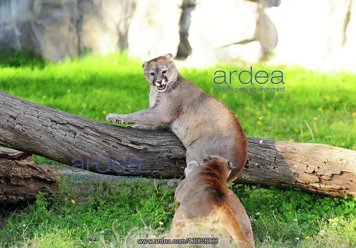 : Cougar / Puma / Mountain Lion : Cougar / Puma / Mountain Lion