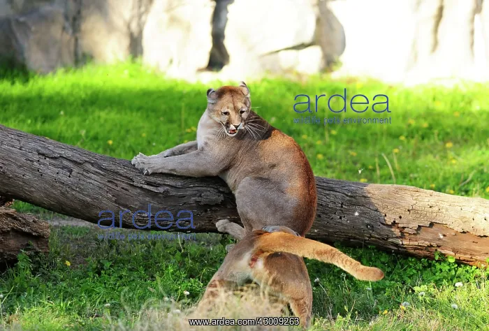 : Cougar / Puma / Mountain Lion : Cougar / Puma / Mountain Lion