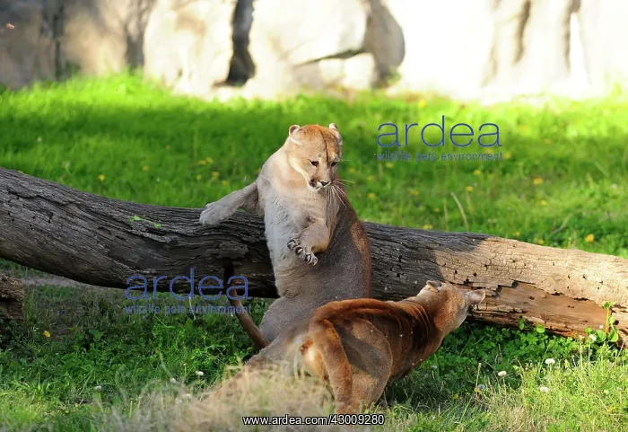 : Cougar / Puma / Mountain Lion : Cougar / Puma / Mountain Lion
