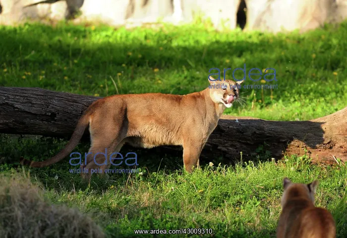  : Cougar  /  Puma  /  Mountain Lion