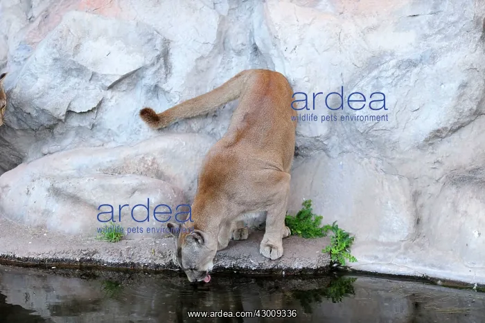 : Cougar / Puma / Mountain Lion : Cougar / Puma / Mountain Lion