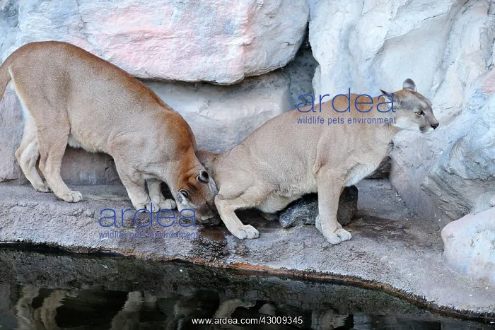 : Cougar / Puma / Mountain Lion : Cougar / Puma / Mountain Lion