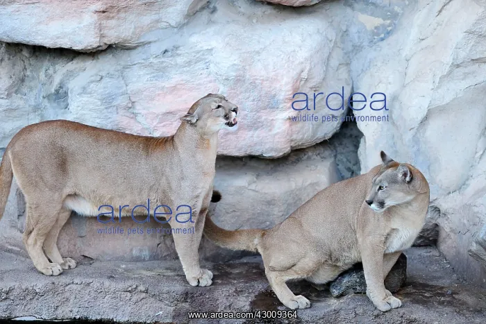 : Cougar / Puma / Mountain Lion : Cougar / Puma / Mountain Lion