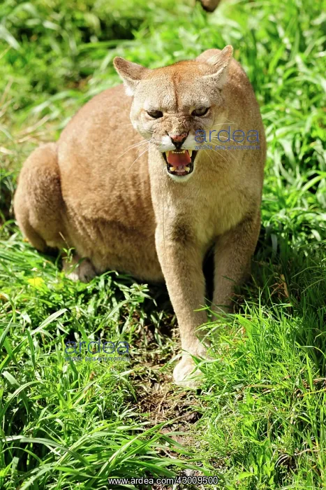: Cougar / Puma / Mountain Lion : Cougar / Puma / Mountain Lion