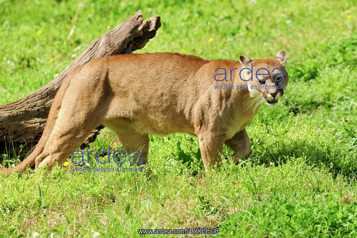 : Cougar / Puma / Mountain Lion : Cougar / Puma / Mountain Lion