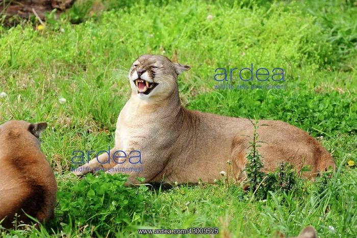 : Cougar / Puma / Mountain Lion : Cougar / Puma / Mountain Lion
