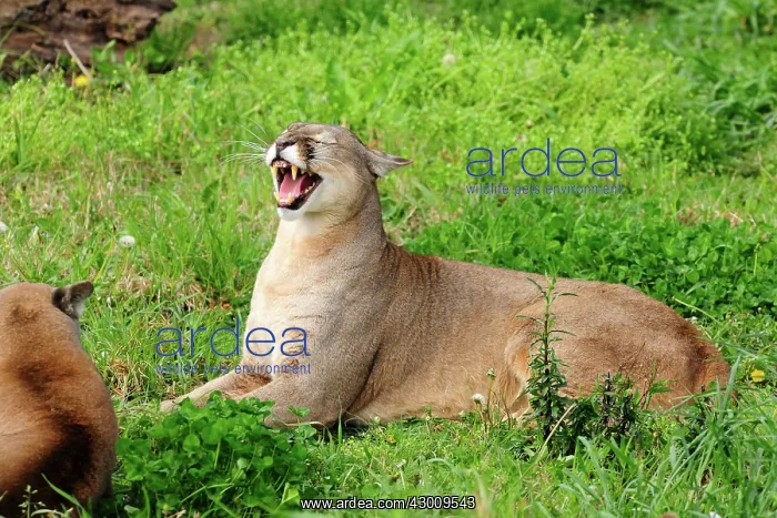 : Cougar / Puma / Mountain Lion : Cougar / Puma / Mountain Lion