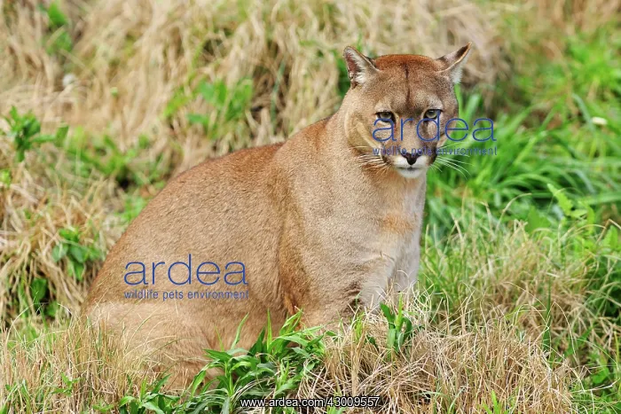 : Cougar / Puma / Mountain Lion : Cougar / Puma / Mountain Lion