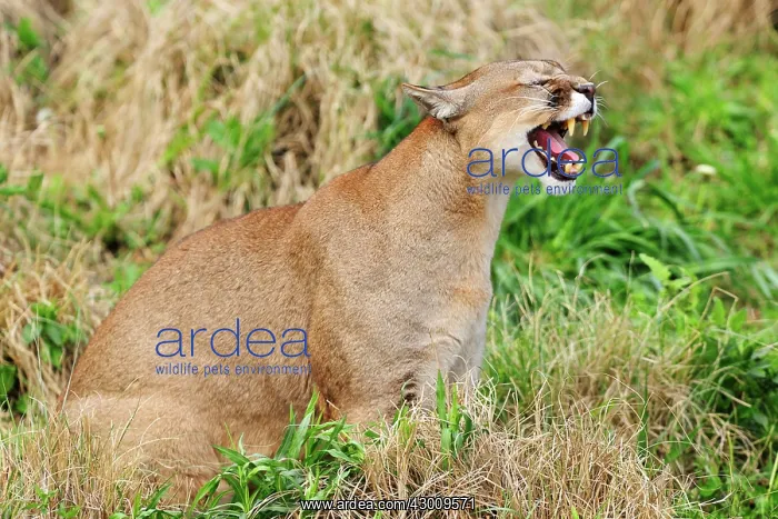 : Cougar / Puma / Mountain Lion : Cougar / Puma / Mountain Lion