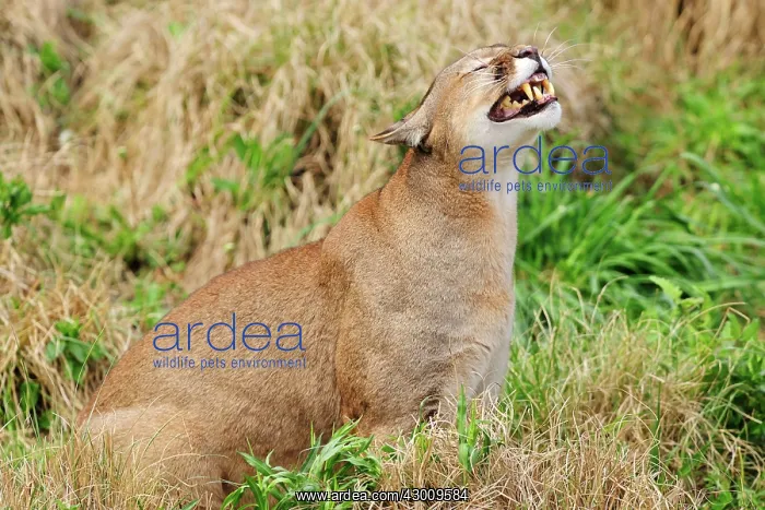 : Cougar / Puma / Mountain Lion : Cougar / Puma / Mountain Lion