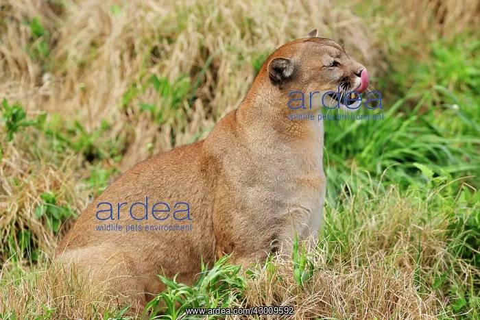 : Cougar / Puma / Mountain Lion : Cougar / Puma / Mountain Lion