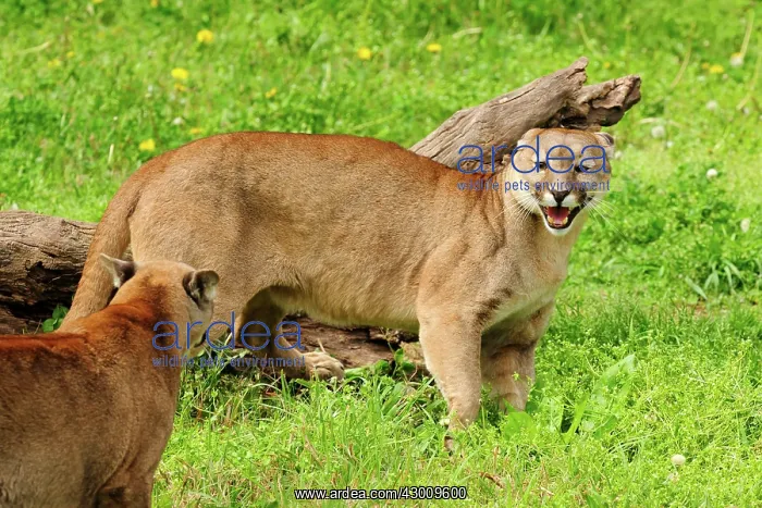 : Cougar / Puma / Mountain Lion : Cougar / Puma / Mountain Lion