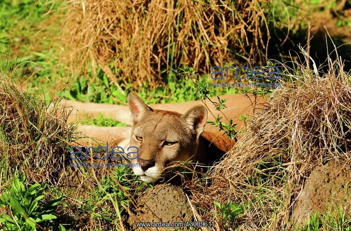 : Cougar / Puma / Mountain Lion : Cougar / Puma / Mountain Lion